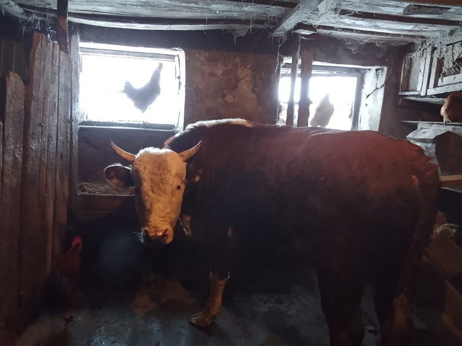 Продам быка, возраст 3.3