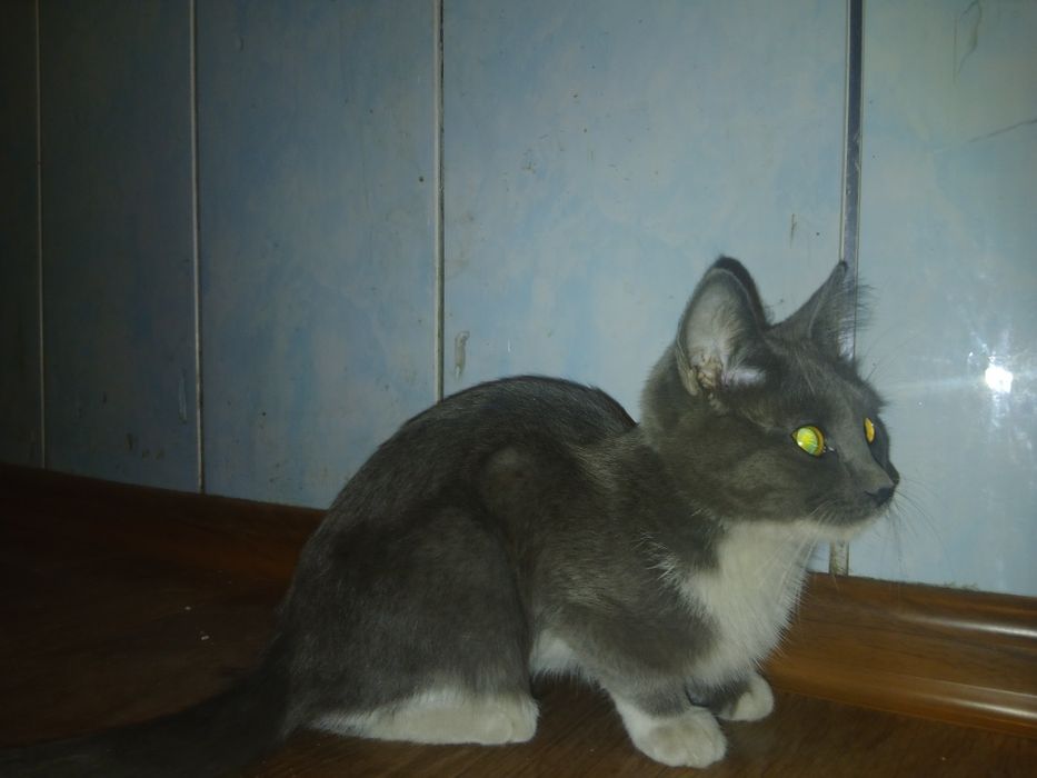 Котёнок полупородистый  британец