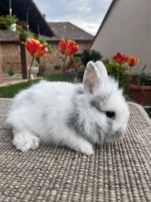 Iepurasi cap de leu pitic