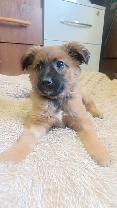 Отдам в добрые руки