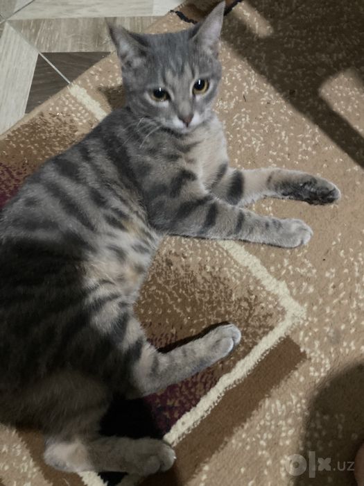 Кошка в хорошие руки
