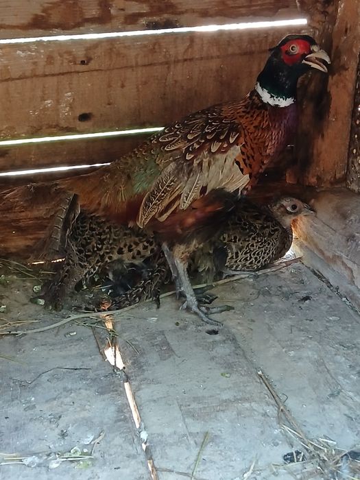 Familie fazani comuni