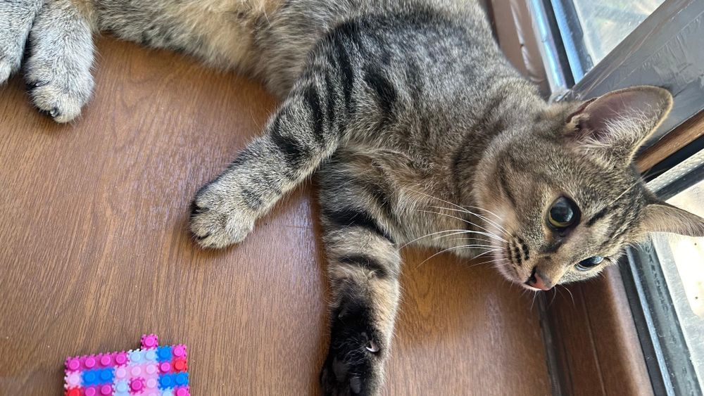 Отдам кошку в хорошие руки