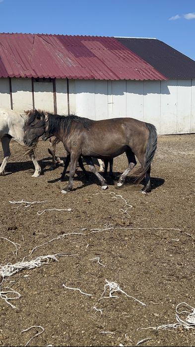 Үлкен бие үрғашы кұлынымен