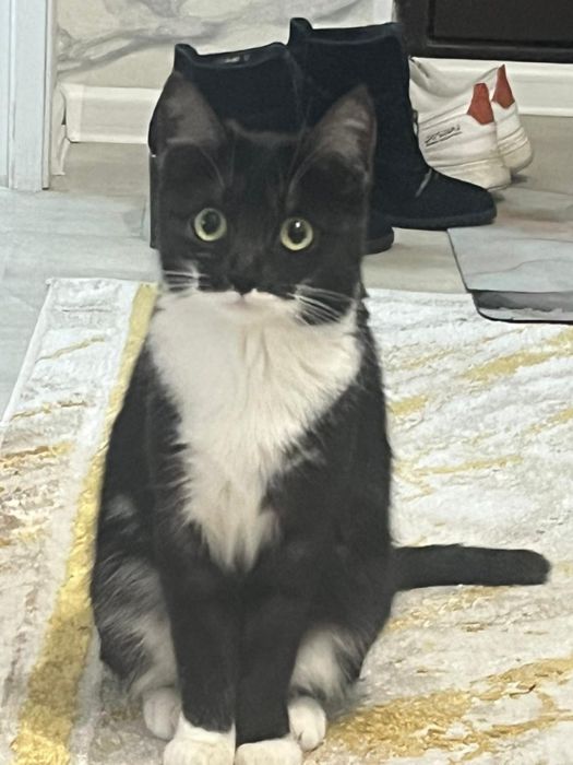 Одадим кошку в хорошие руки