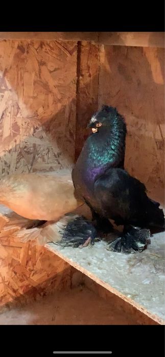 Голуби вольерные