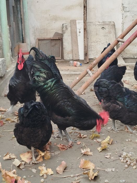 Жерси товук ва хуроз сотилади