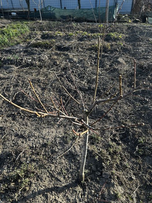 Taiere pomi fructiferi