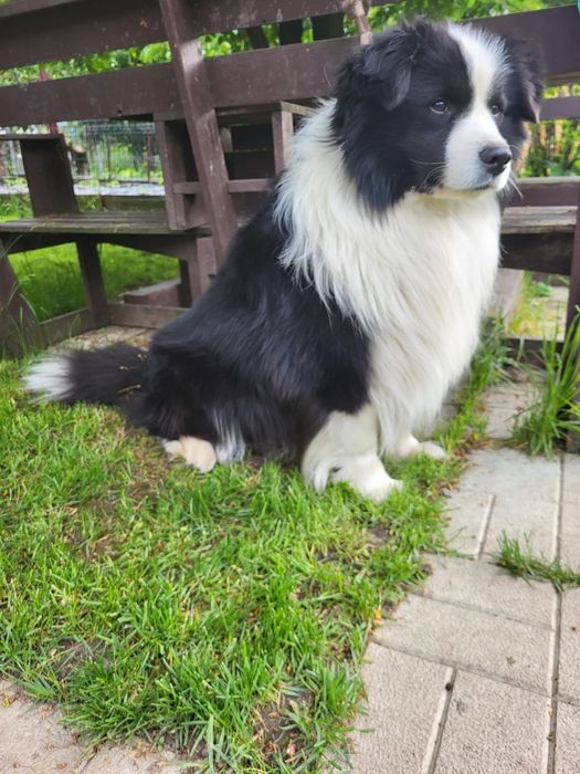 Pui Border Collie cu pedigree FCI