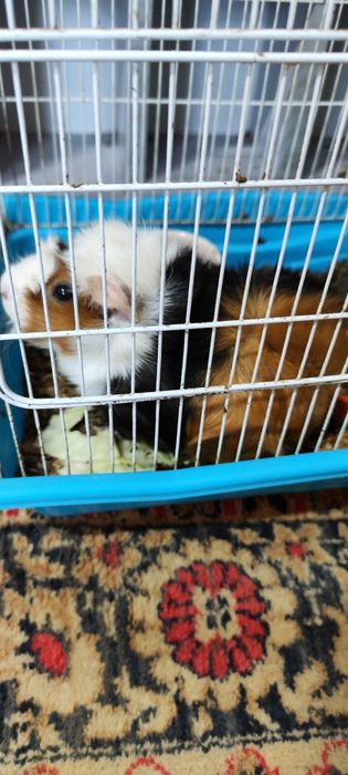 Морская свинка розетка