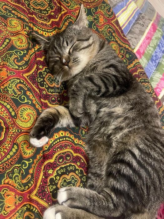 Отдам кота в добрые руки