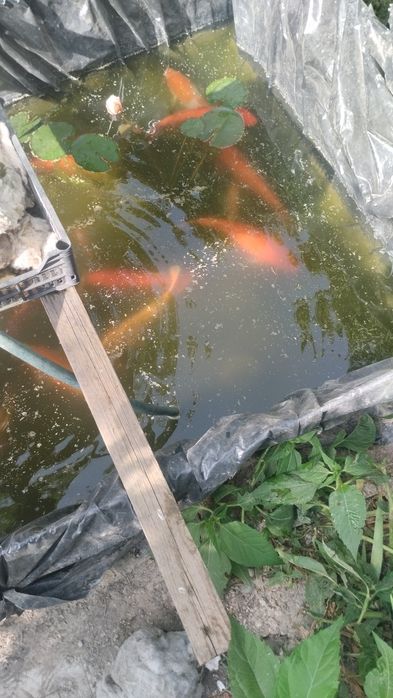 Карп коя в пруд или аквариум