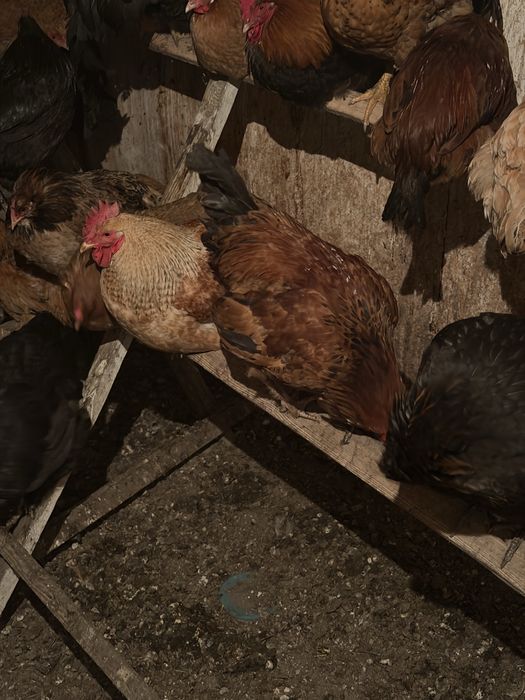 Продам курей петухов домашние