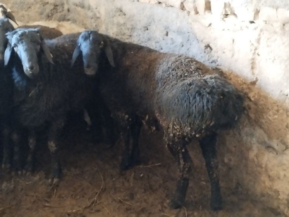 Қошқар семіз баран