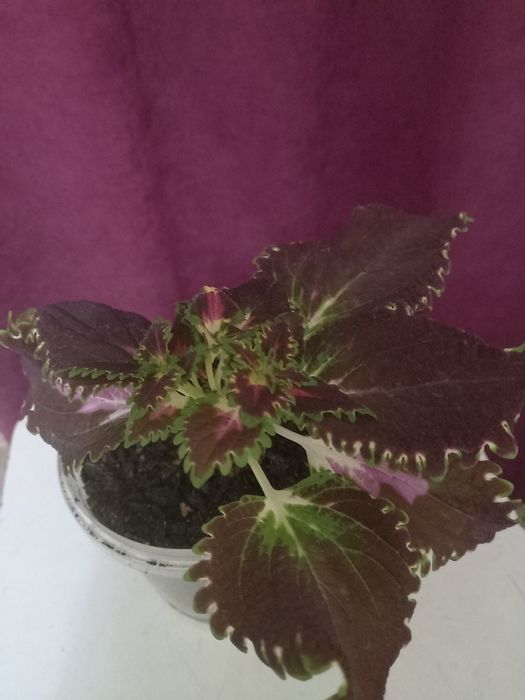 Комнатные цветы разные