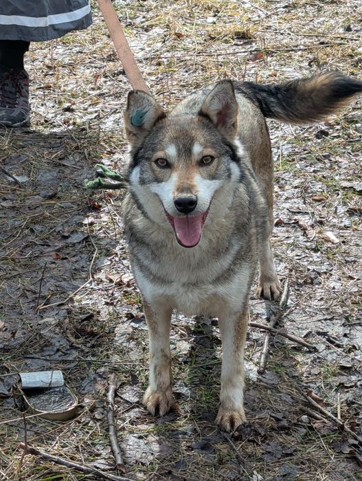 В добрые руки  супер добрую собаку