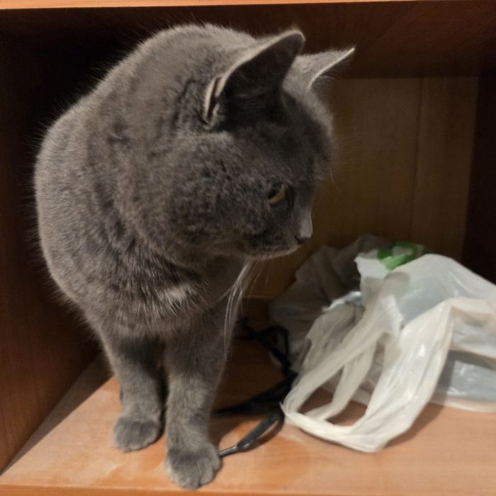 отдам кошку хорошие руки