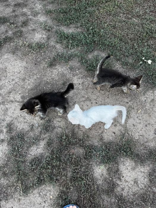 Котят в добрые руки