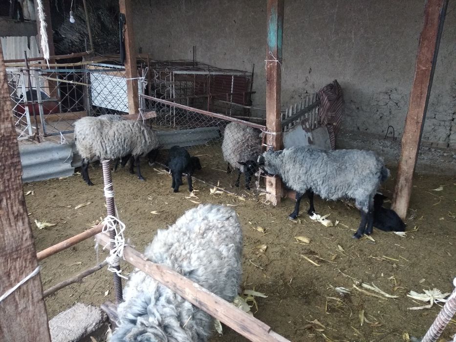 Раманов куйлари сотилади