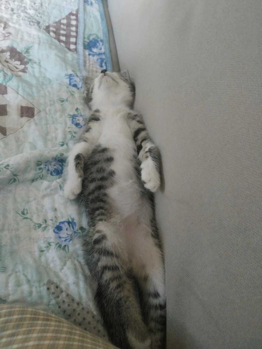 Отдам котeнка мальчик