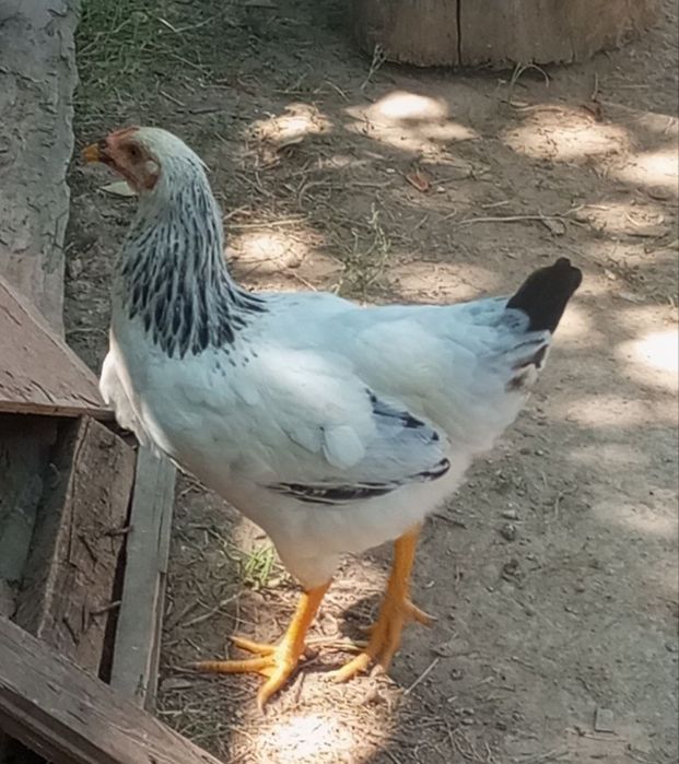 Adler va Andijon qora tovuq xo'rozlari