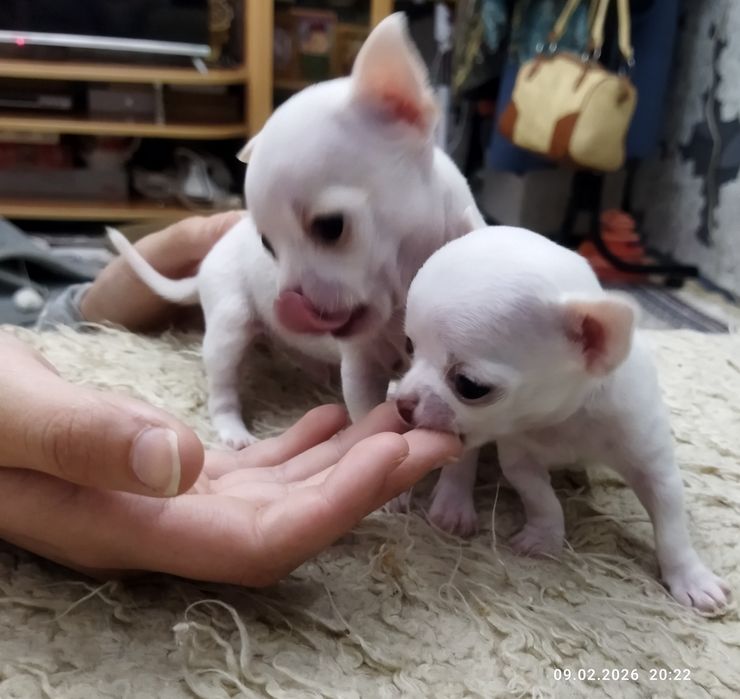 Готовяться к продаже щенки чихуахуа ( бронь)