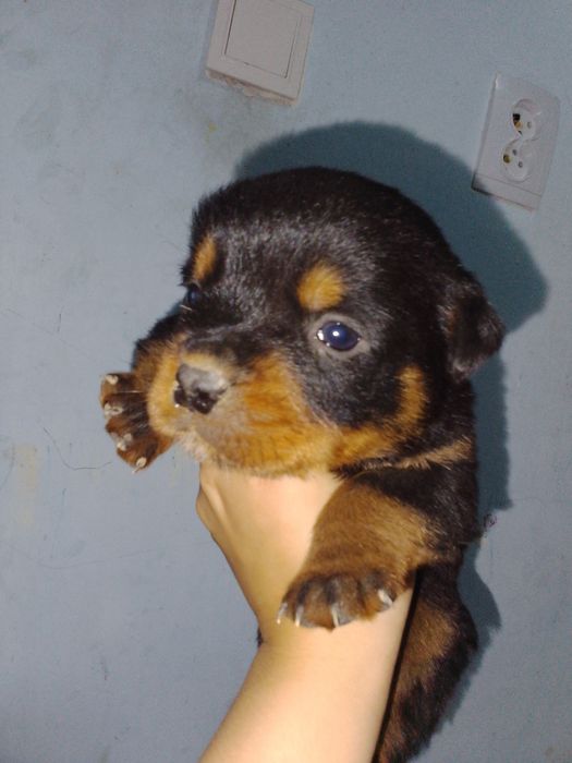 Продается щенки ротвейлера