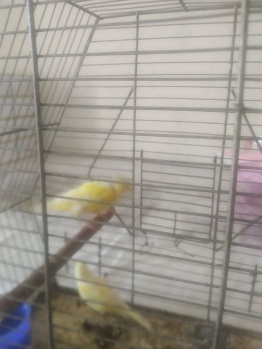 2 та мода канарейкала сотилади.