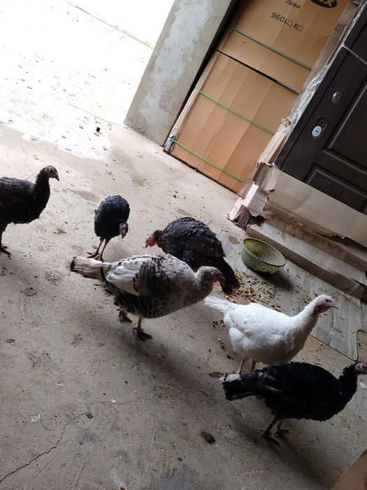 Индюк  15.000м сатыдады