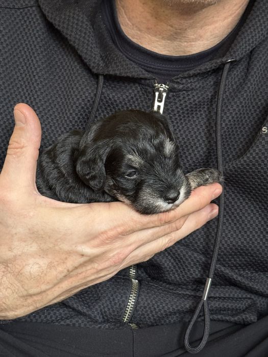 Schnauzer pitic negru-argintiu-cu pedigree