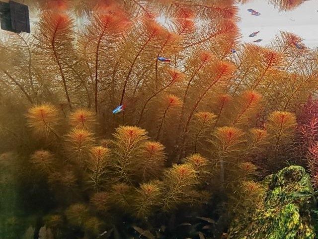 Перистолистник красный