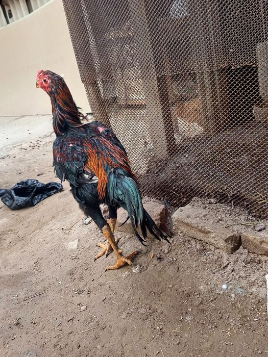 Xuroz sotiladi sogʻligi hamma narsaga garantiya 1 kuz xuroz