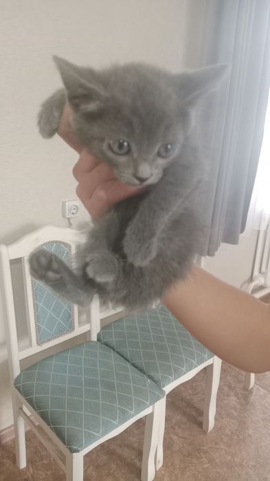 Отдам котят в хорошие руки