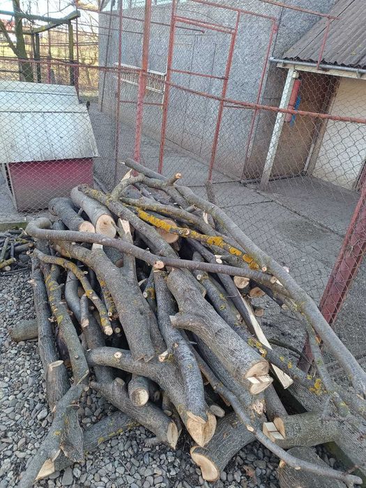 Trunchi de nuc pentru cherestea și lemn de foc nuc