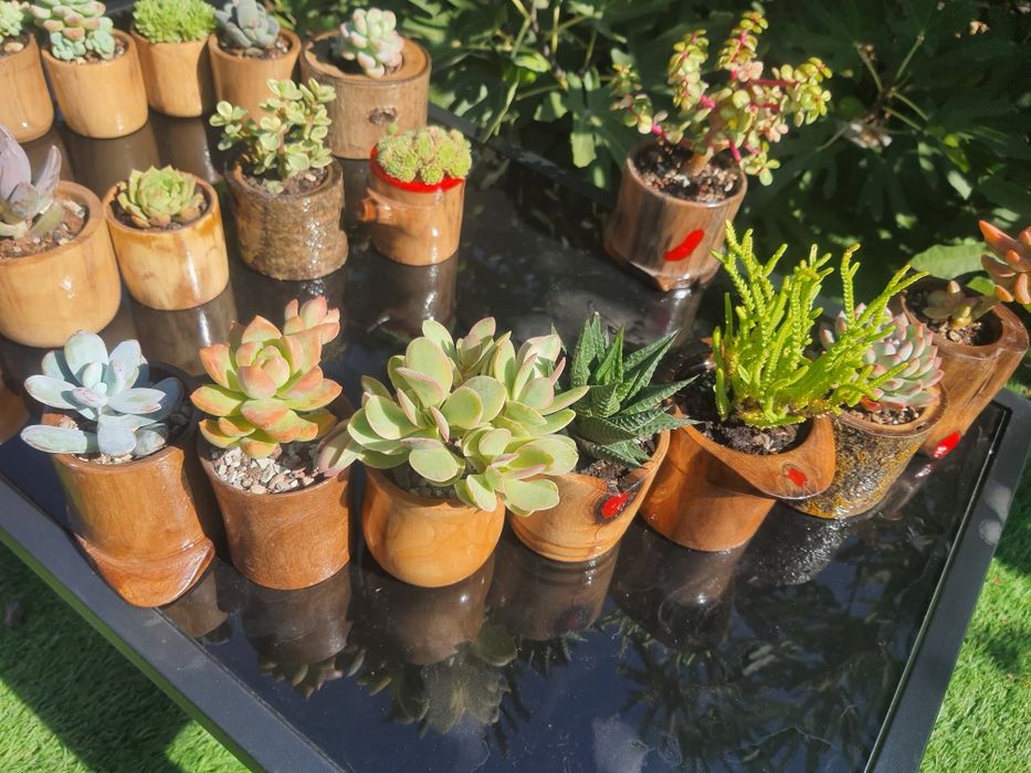 Marturii nunta si ghivece handmade cu plante suculente