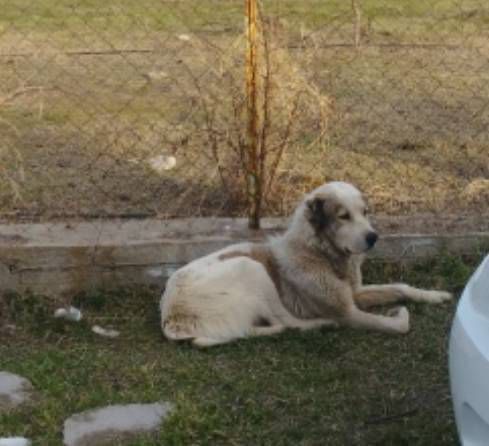 Ищем старого хозяина!