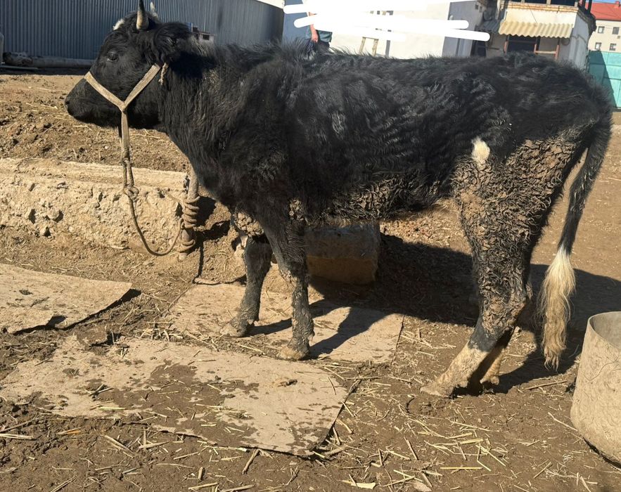 Осы сиыр сатылады