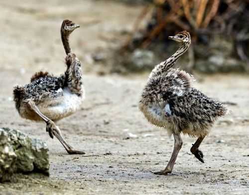 Struti pentru reproducere sau sacrificat