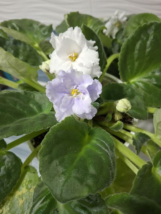 Продам хризантему