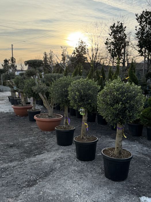 Vand maslin/maslin bonsai/maslin multitulpinar