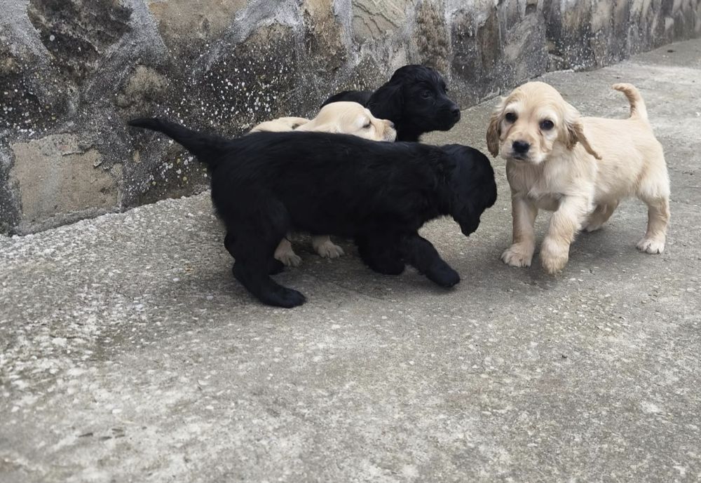 Продавам кученца кокер шпаньол