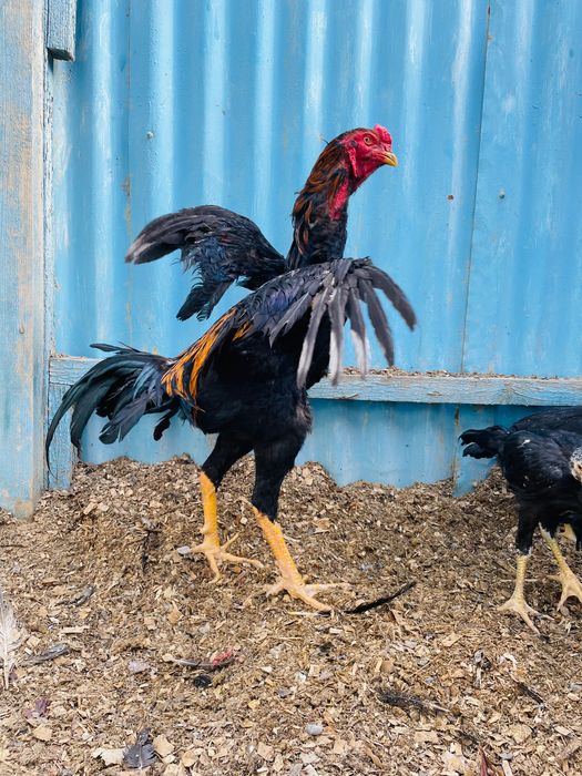 Дәкән қораз сатылады шөже