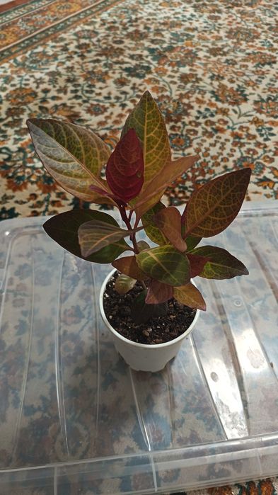 Домашние растение