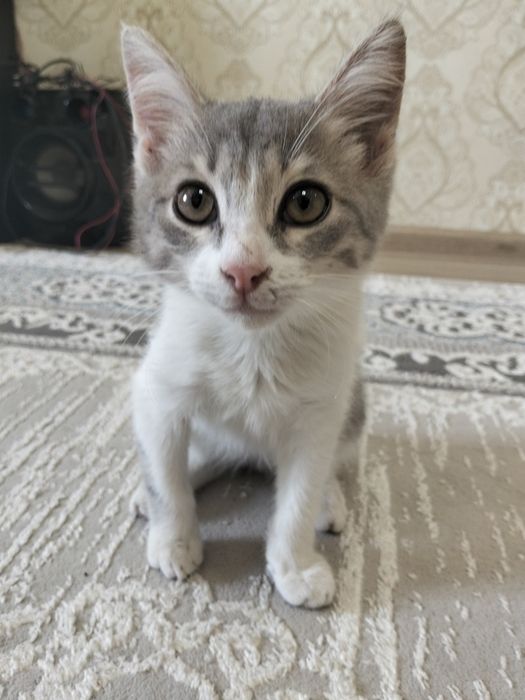 котенок из приюта