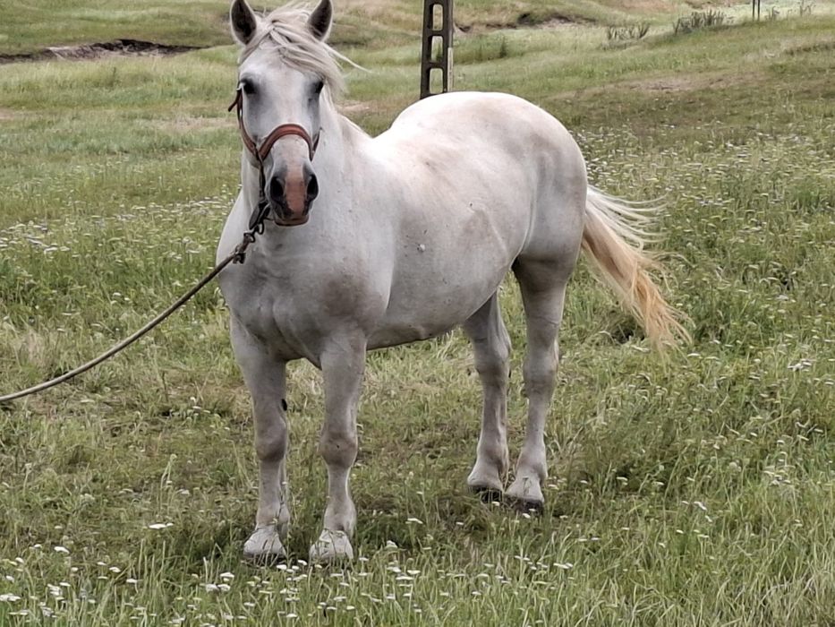 Iapă semigreu românesc