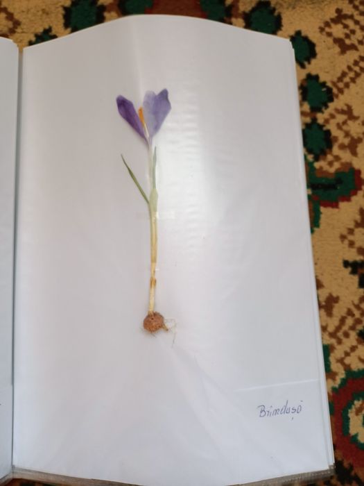 Vand ierbar / ierbare plante medicinale pentru studenti si elevi