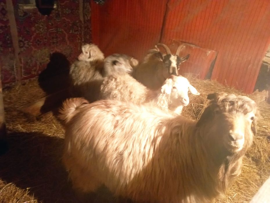 Срочно продам коз