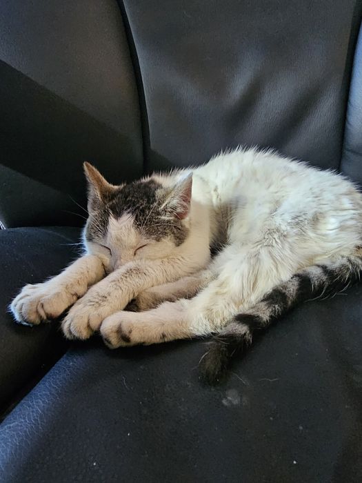 URGENT – adopție pui de pisică