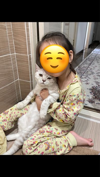 Продам шотландского котенка