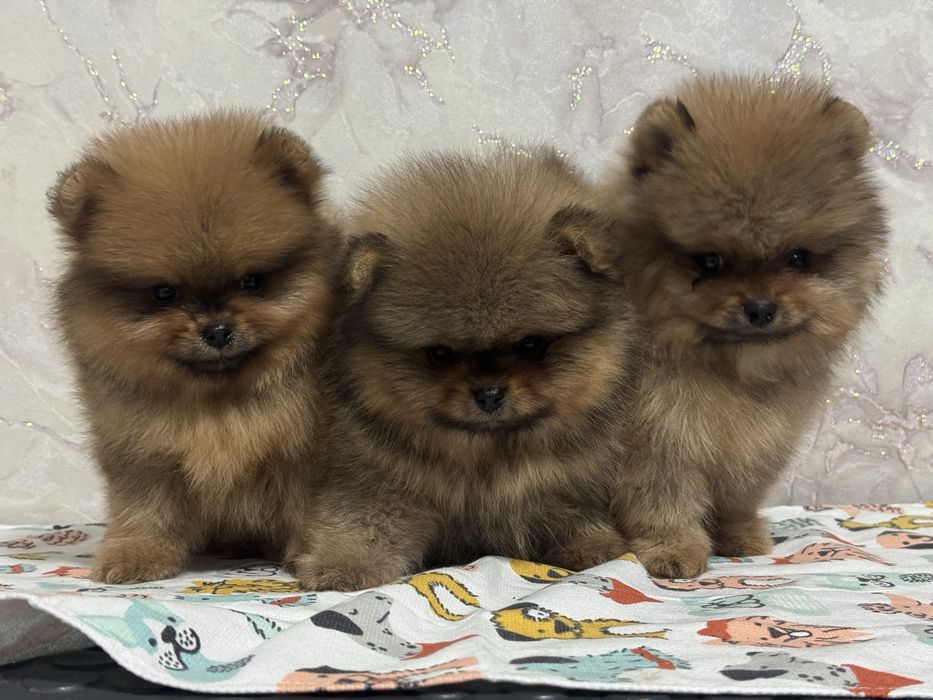 Померанский шпиц